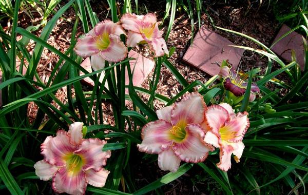 rosy posy clump (2)